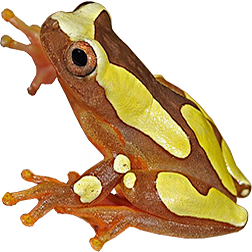 Surinam Clown Frog